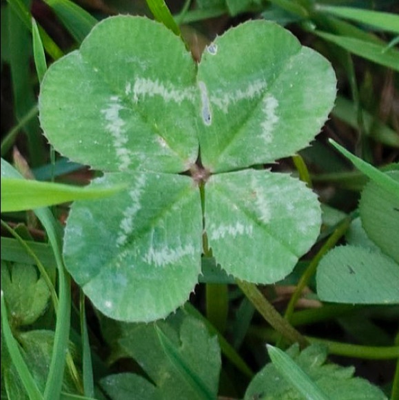 Shop & Save - Picture 9 of 11